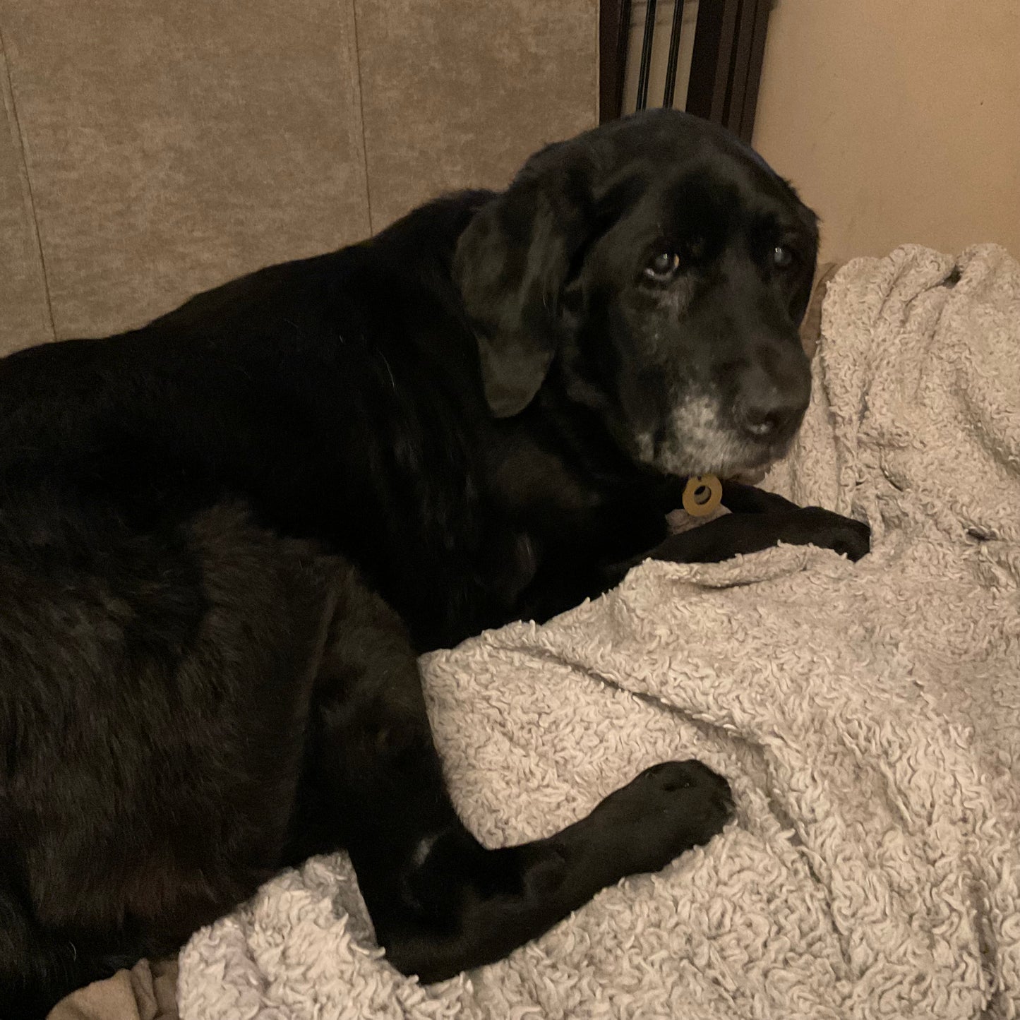 Quail's Sweet 16 Fundraiser - Hey Quail