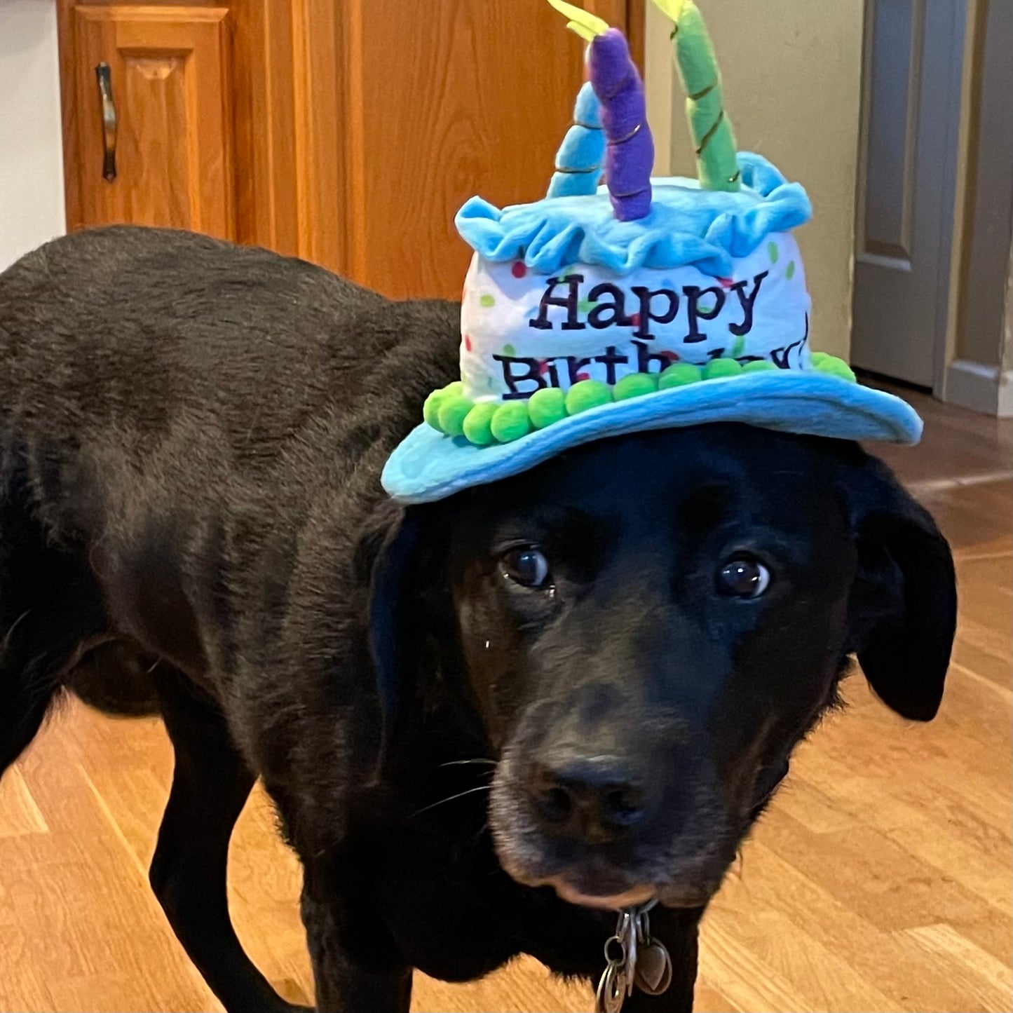 Quail's Sweet 16 Fundraiser - Hey Quail